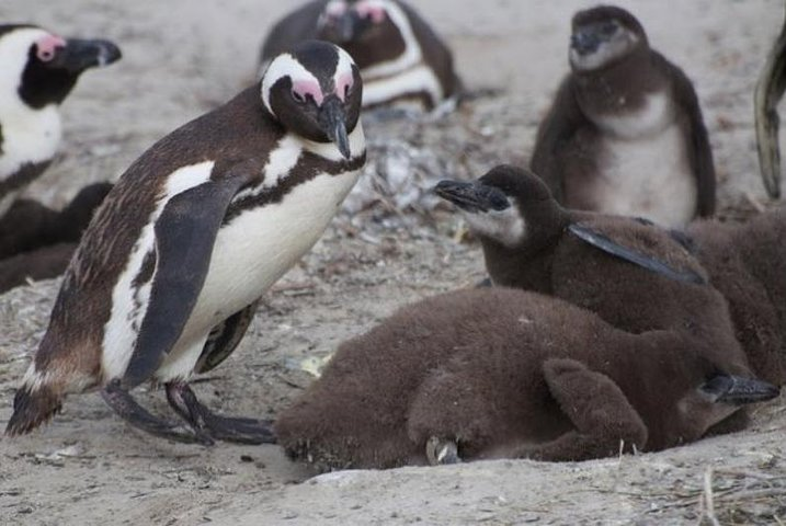 Boulder's beach tour - Photo 1 of 4